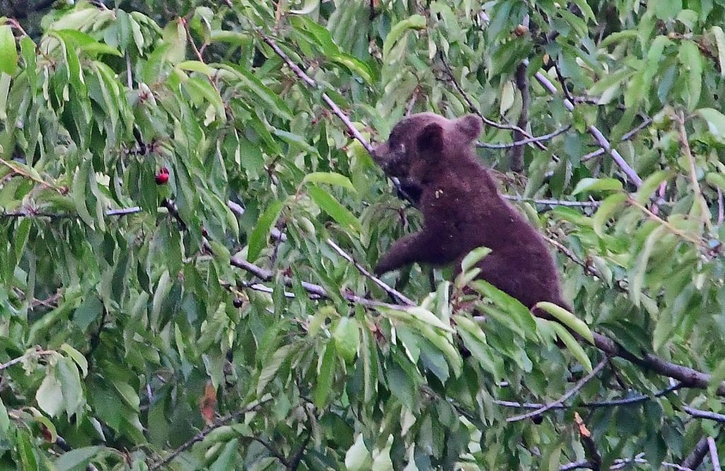Un orsacchiotto sul ciliegio