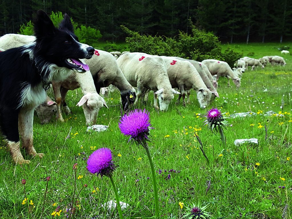 Un gregge di pecore con un cane di razza border collie, che ha il compito di rincorrerle per radunarle da un punto all’altro:
per questo sono chiamati «conduttori di gregge». Foto @ Luca Gianotti
