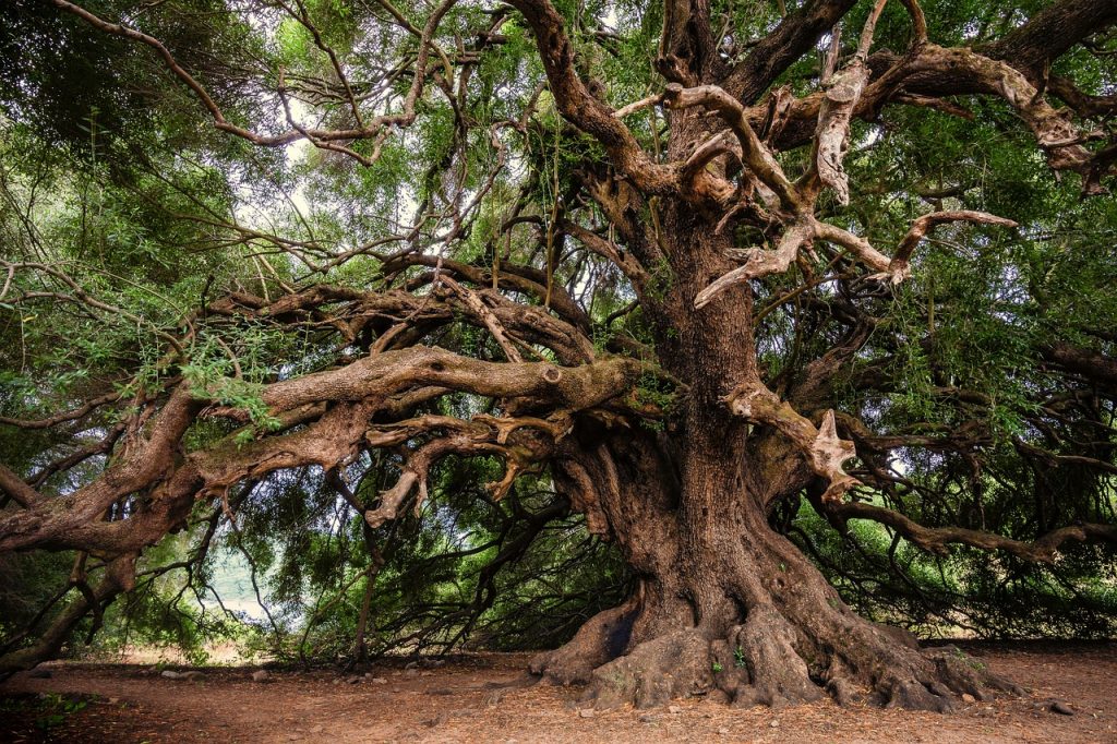 alberi, concorso fotografico