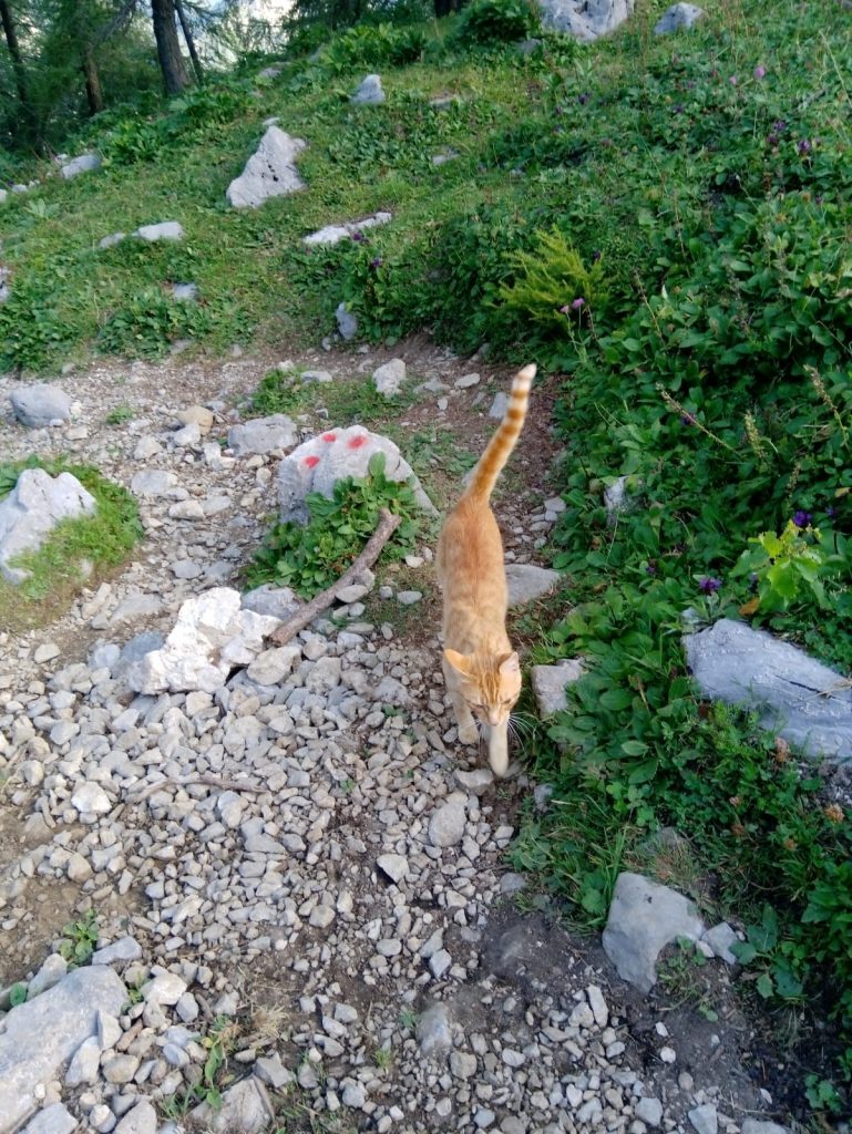 Tigro sul Grignone - Foto FB "Sei di Valsassina Se..." - Ph. Erica Benedetti