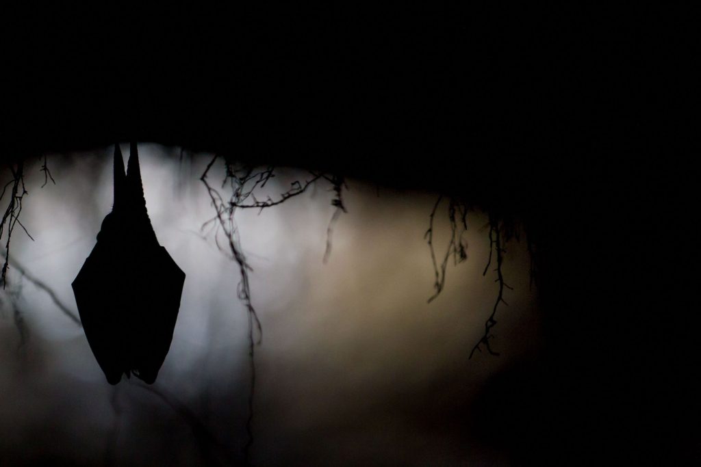 Secondo classificato edizione 2019 - "A riposo tra le radici" - Paolo Taranto