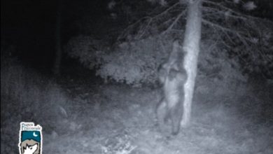 Photo of Parco Majella. L’orso si gratta beatamente la schiena su un albero