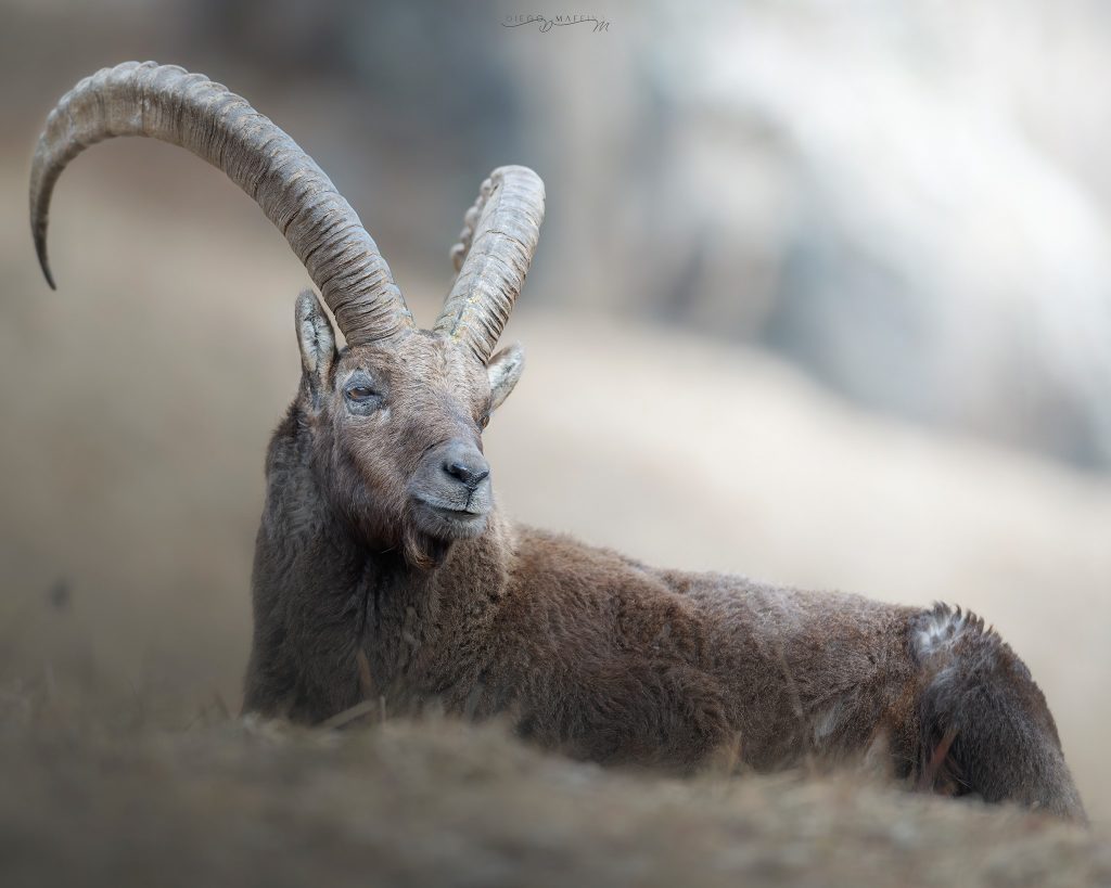 Esemplare di stambecco - Foto FB Club Alpino Italiano