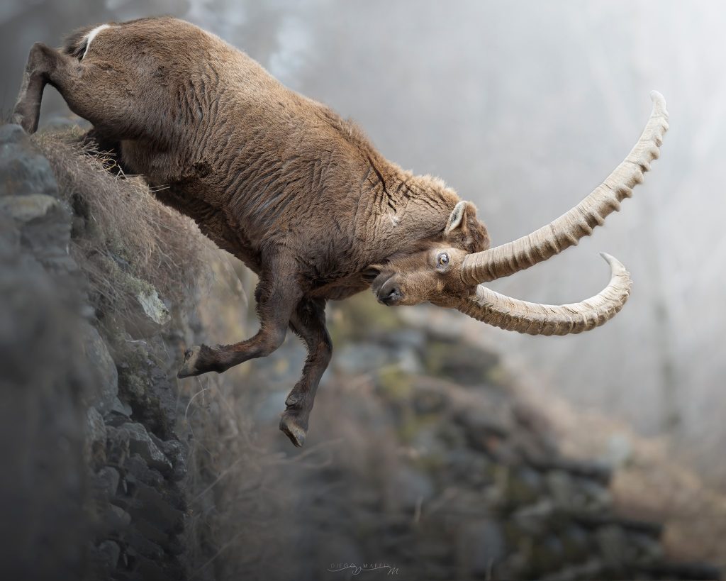 Stambecco - Foto FB Club Alpino Italiano