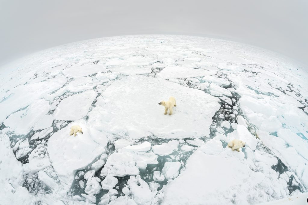 Il Living Planet Report ci dice che a natura è in pericolo e serve un'azione globale per salvarla.
© Living Planet Report