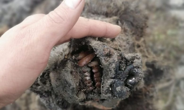 orso, permafrost, mummia