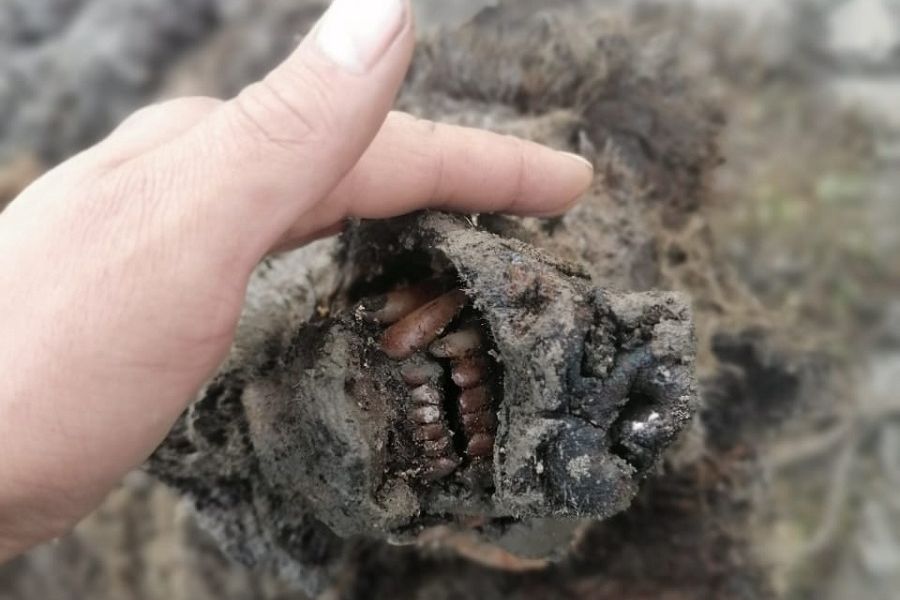orso, permafrost, mummia
