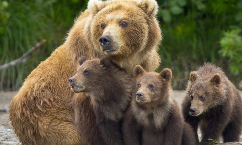 Orsi del Trentino: stop alle catture, si punta all'abbattimento -  Montagna.TV