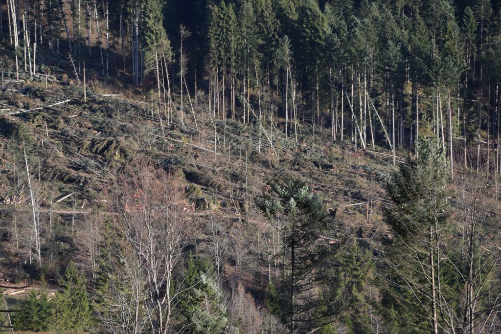 Gli effetti di Vaia in Val Canali, nel Parco del Panaveggio. Foto @ ufficio Stampa Provincia di Trento