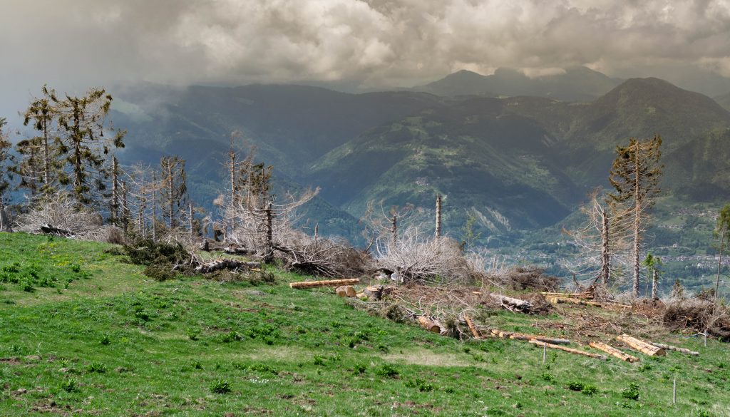 Danni provocati dalla tempesta nel Parco Nazionale Dolomiti Belluesi, Monte Avena, provincia di Belluno, Italia. Foto @ iStock