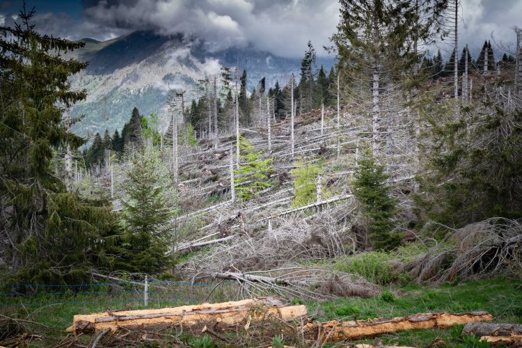 Tempesta Vaia, la lezione che abbiamo imparato Montagna.TV