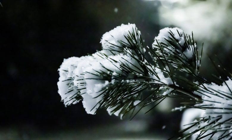 nevicate, alpi, meteo