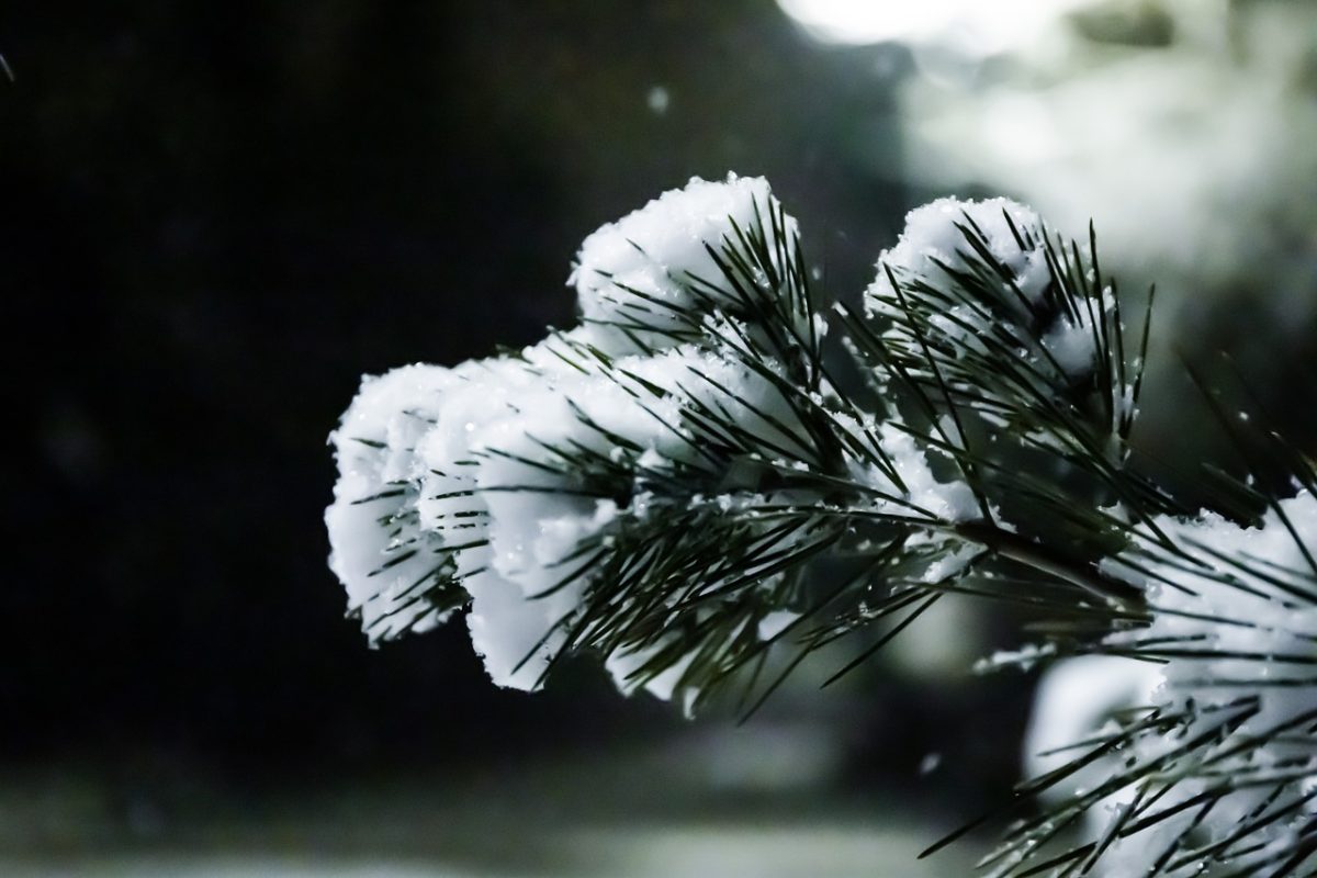 nevicate, alpi, meteo