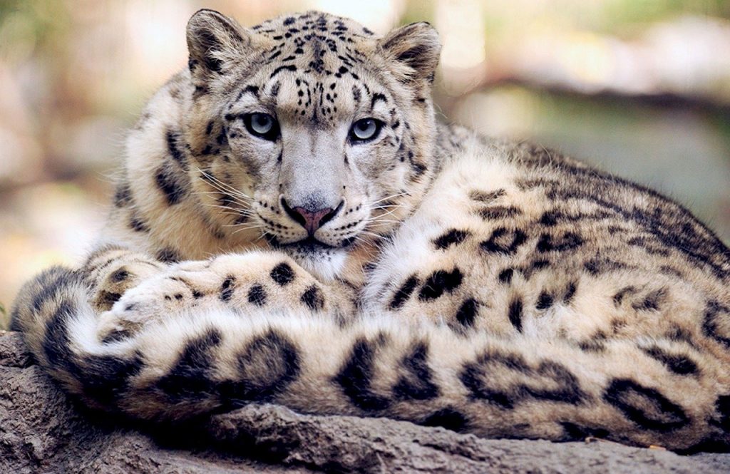 leopardo delle nevi