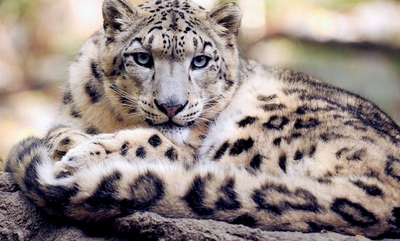 leopardo delle nevi