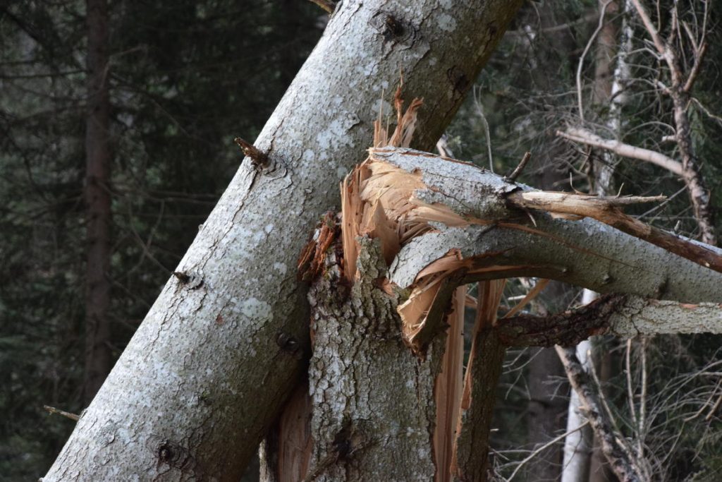 Dettaglio degli alberi spezzati da Vaia. Foto @ ufficio Stampa Provincia di Trento
