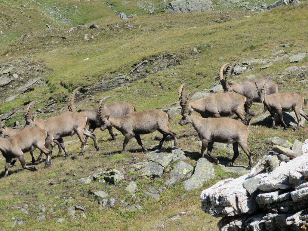 Vallone di Cime Bianche - Foto FAI