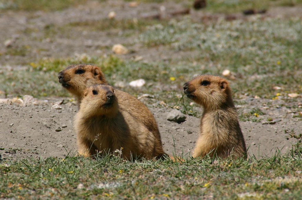 Tre giovani marmotte himalayane - Foto Wikimedia Commons Ph. Gozitano