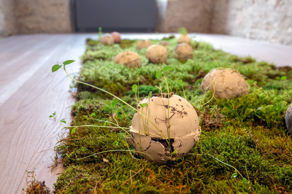 Anna Groaz, Co-creazione, 2019, Argilla bianca, semi, muschio. Installazioni di dimensioni variabili. Sfere diametro 12 cm. Opera inclusa nella mostra “To be Here and There”, Forte di Monte Ricco, a cura di G. D’Incà Levis e Evelyn Leveghi, giugno 2019. Foto Giacomo De Donà.