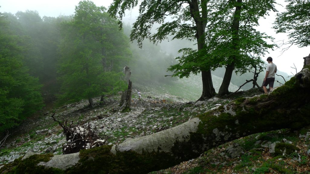 Faggi e nebbia sul Semprevisa