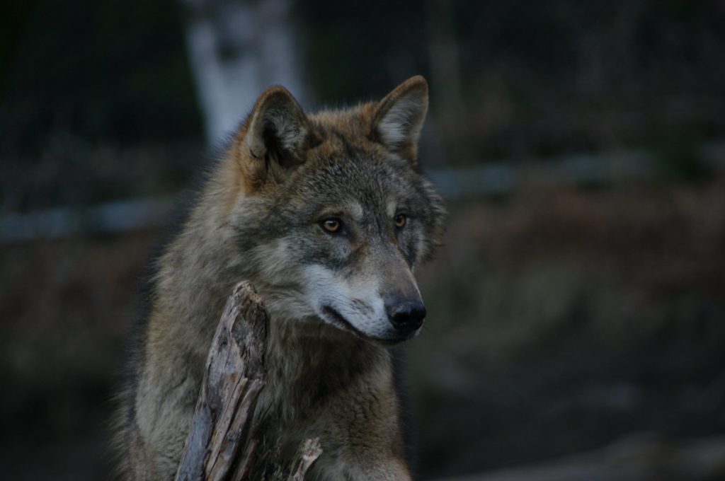 Esemplare di lupo. Foto @ Andrea Mustoni