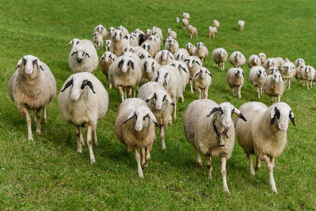 Le pecore Villnösser Brillenschaf in Val di Funes - ©Altripiani.org