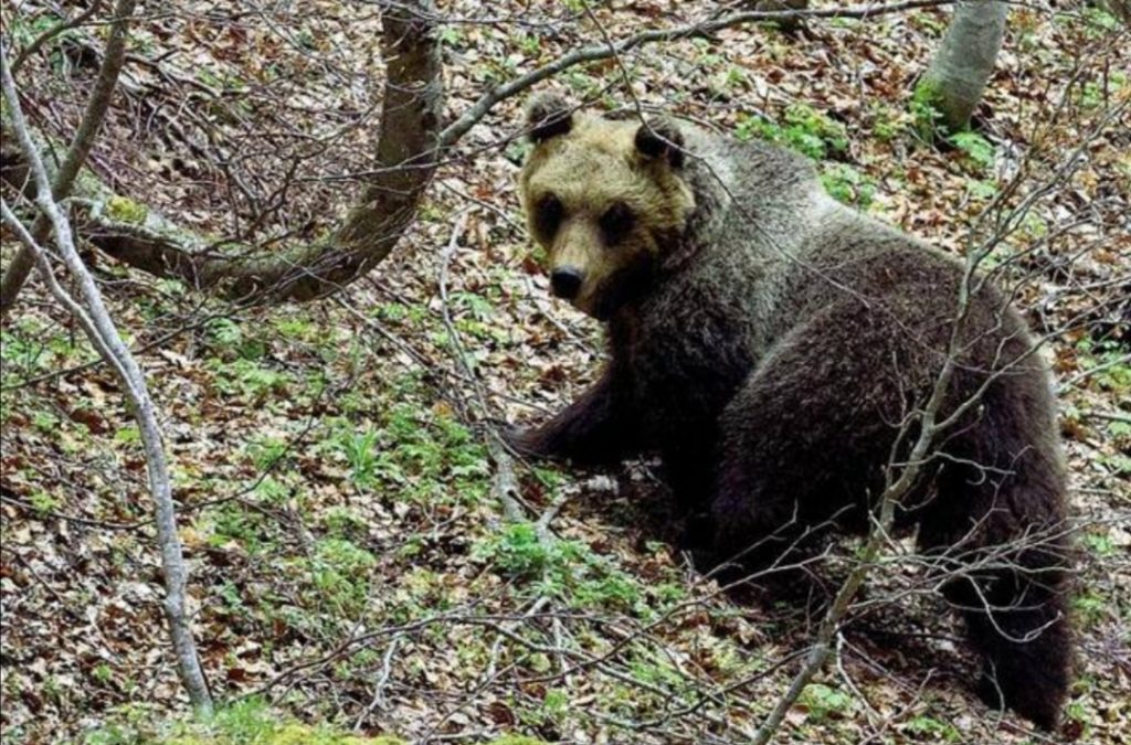 parco della majella, orsa, orsa peppina