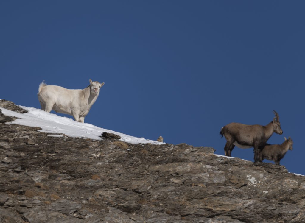 Lo "stambecco bianco" avvistato in Valle di Susa - Foto Alberto Casse