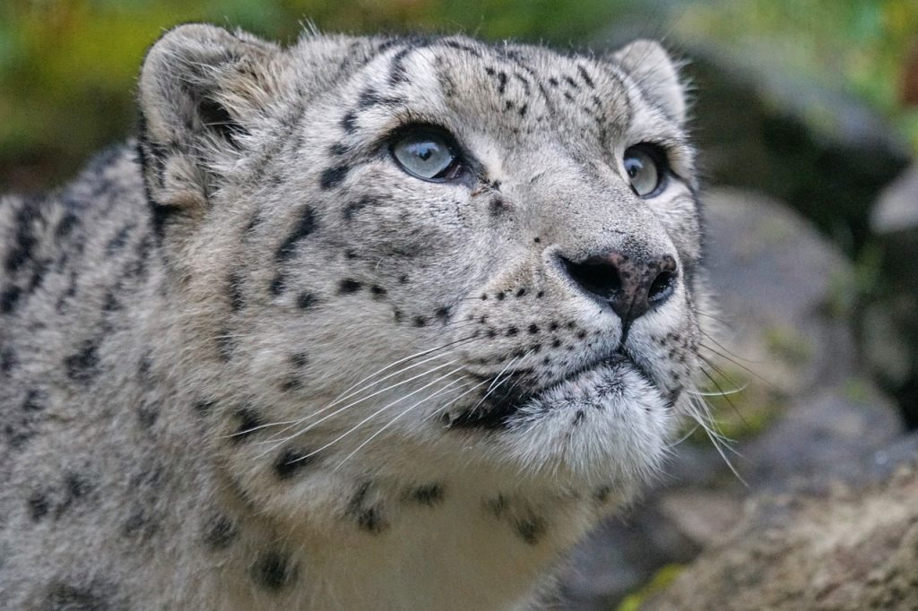 leopardi delle nevi