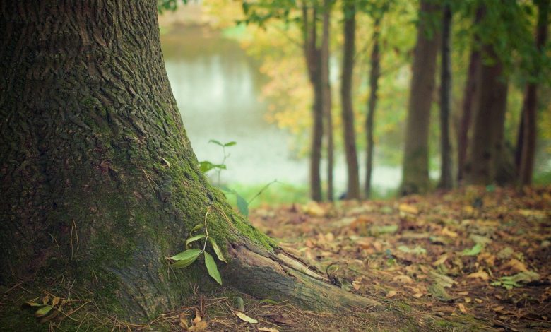 wwf, biodiversità, natura
