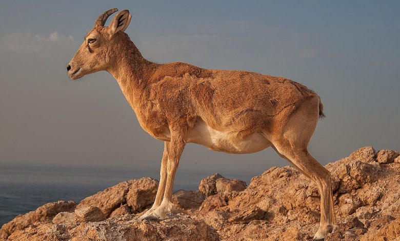 capre, cacciatori di trofei