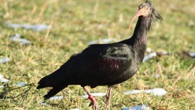 Photo of Inverni miti, gli ibis eremita svernano sempre più a Nord