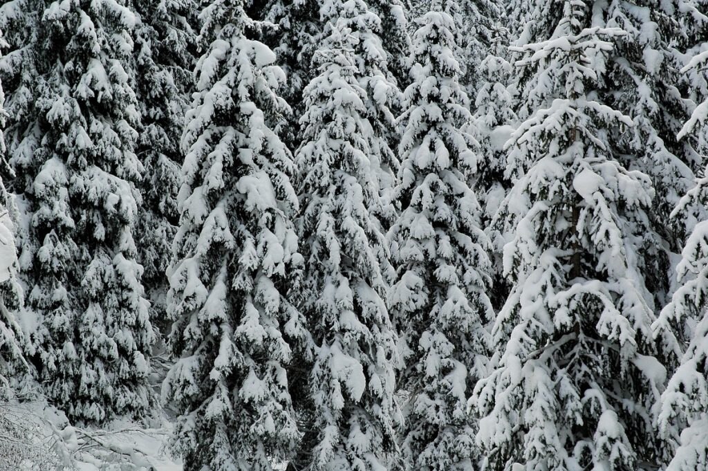 Foresta di Paneveggio, foto Stefano Ardito