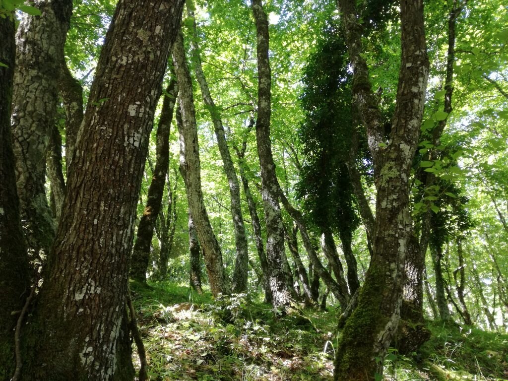Faggeta - Foto Tatiana Marras 