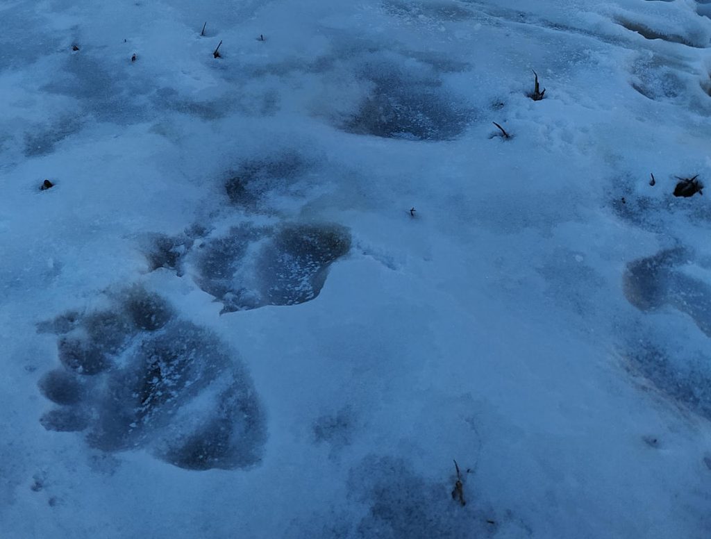 Impronte di orso sulla neve sul Pian de la Nana – Brenta settentrionale (novembre 2020) - Foto Grandi Carnivori PAT
