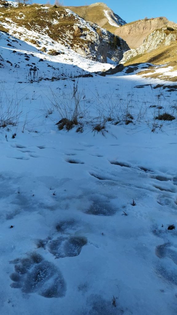 Pista di orso su neve sul Pian de la Nana – Brenta settentrionale (novembre 2020) - Foto Grandi Carnivori PAT Foto Grandi Carnivori PAT