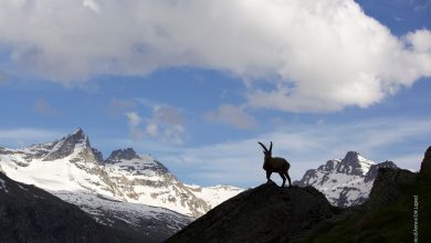 Photo of Gran Paradiso. Trilogia di film su ambienti e fauna del Parco in visione gratuita