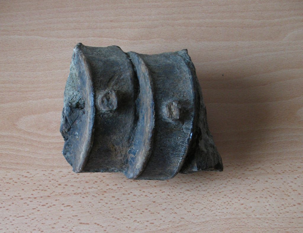 Vertebra di ittiosauro - Foto Università di Parma