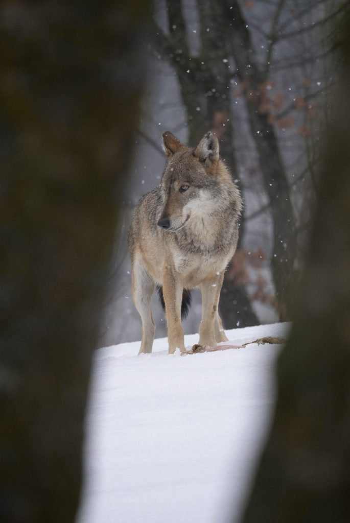Foto FB Aree Protette Alpi Marittime