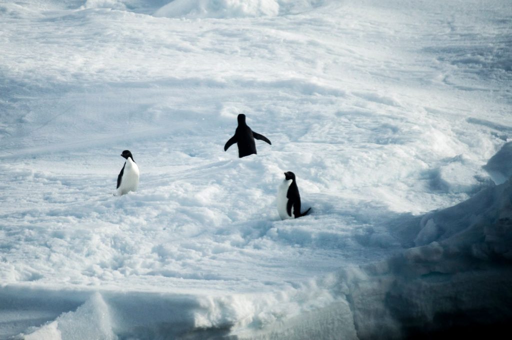 Pinguini - Foto Francesco Sepioni
