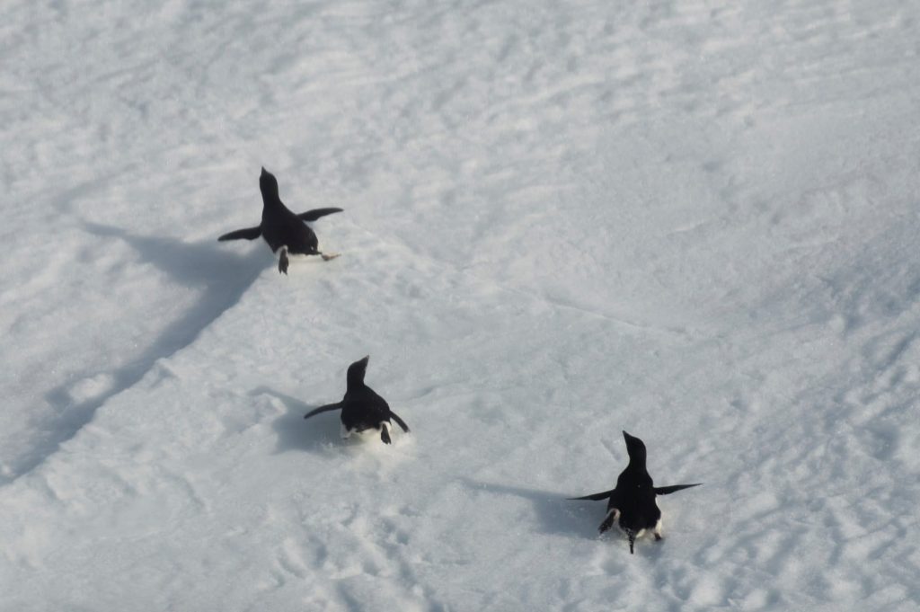 Pinguini - Foto Francesco Sepioni