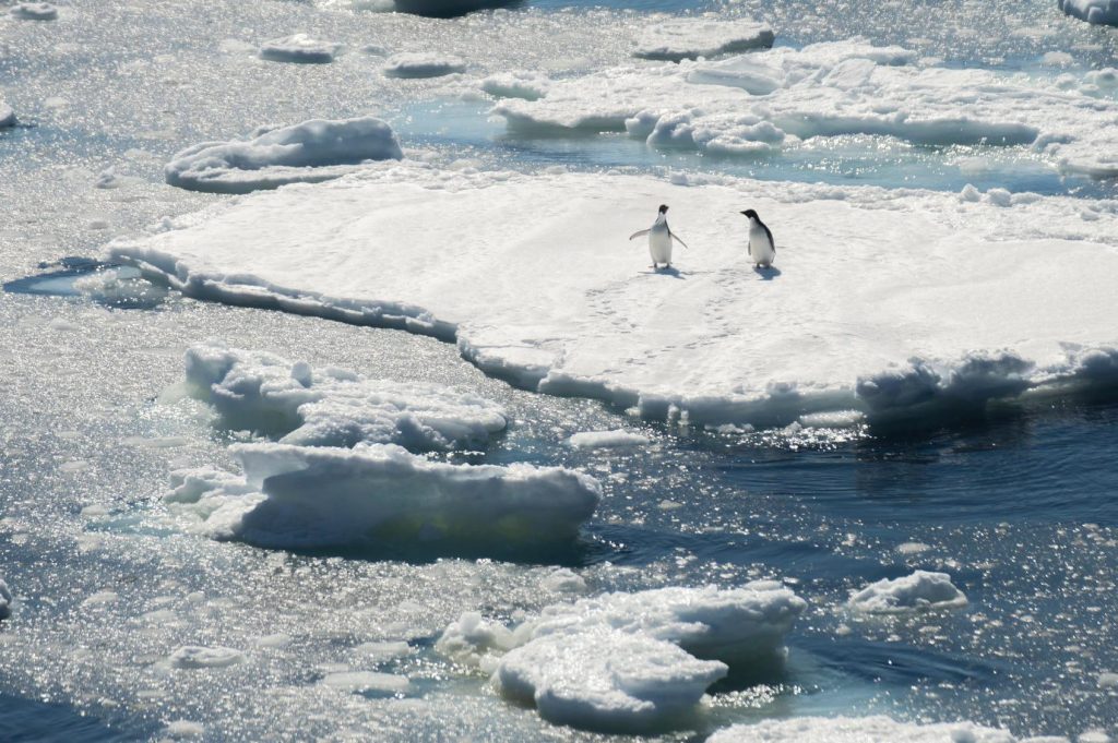 Pinguini tra i ghiacci -  Foto Francesco Sepioni