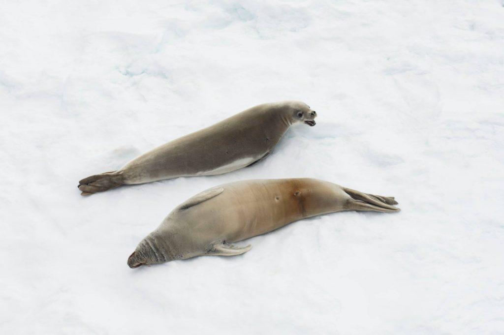 Foche e relax - Foto Francesco Sepioni
