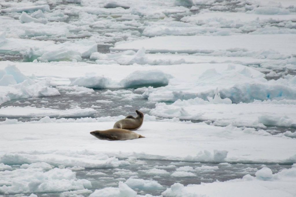 Foche tra i ghiacci - Foto Francesco Sepioni