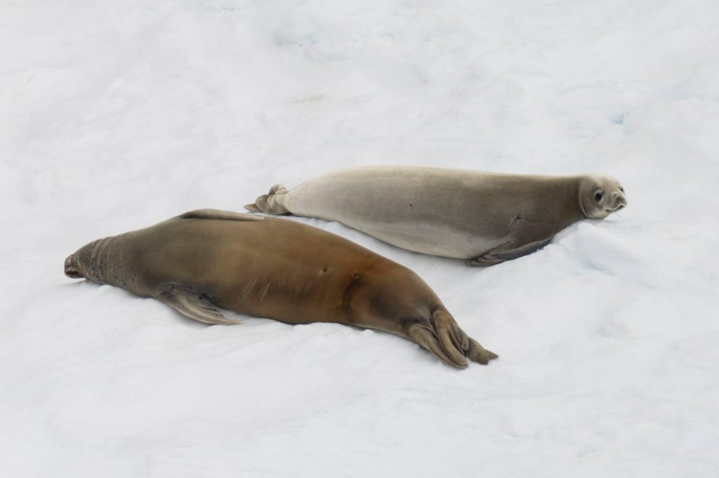 Foche e relax - Foto Francesco Sepioni