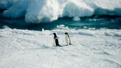 Photo of In Antartide tra foche e pinguini. Primi scatti dalla rompighiaccio “Laura Bassi”