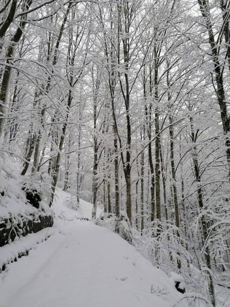 Foto FB Parco Nazionale Foreste Casentinesi