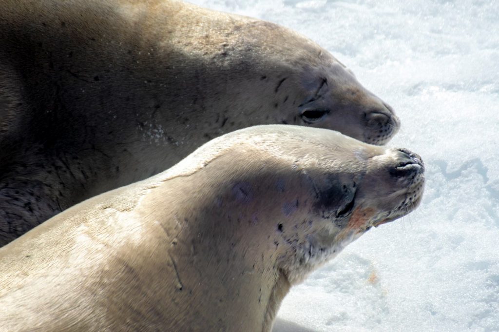 Foche in primo piano - Foto Francesco Sepioni