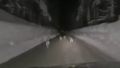 Photo of Insegue lupi con il SUV poi si scusa: “Non sono un mostro, ero emozionato”