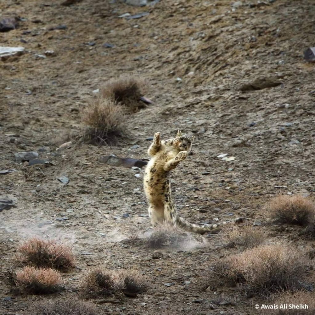 Foto Awais Ali Sheikh/WWF Pakistan